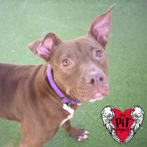 A brown dog with a purple collar and a white tag, standing on a green surface. The dog has perked ears and is looking up. In the bottom right corner, there is a logo with a red heart and wings, and the text "The Pit Stop".