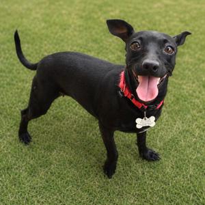A black dog with a red collar and a bone-shaped tag is standing on grass, looking up with its mouth open and tongue out.