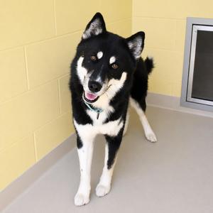 Todd, Husky, young, available for adoption