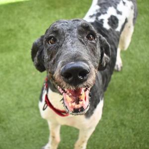 Oreo, Poodle, adult, available for adoption