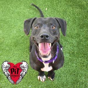 Dinah, Pit Bull Terrier, young, available for adoption