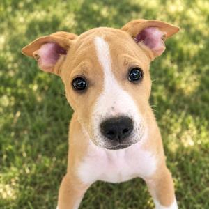 Buck, Pit Bull Terrier, puppy, available for adoption