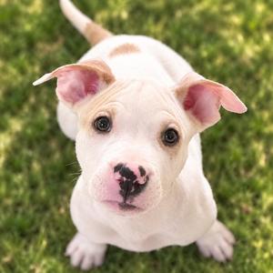 Lionel, Pit Bull Terrier, puppy, available for adoption