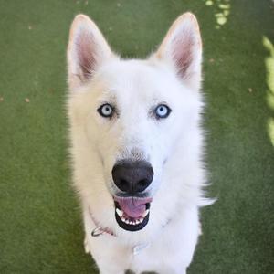 Koda, Siberian Husky, young, available for adoption