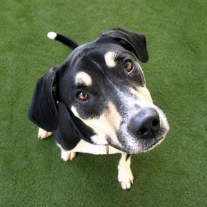 Bodhi, Treeing Walker Coonhound, young, available for adoption