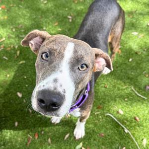Jade, Catahoula Leopard Dog, puppy, available for adoption