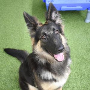 Roxy, German Shepherd Dog, puppy, available for adoption