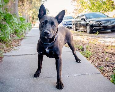 Lanie, Shepherd, young, available for adoption