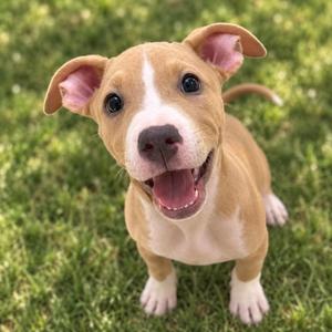 A happy brown and white puppy with big ears and a pink nose, standing on green grass.