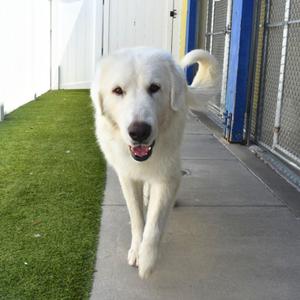 Nova, Great Pyrenees, young, available for adoption