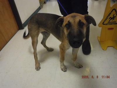 BAYLAR, German Shepherd Dog, young, available for adoption