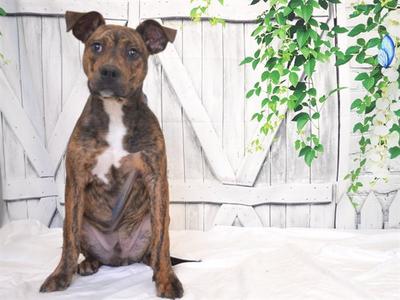 TERRY, Pit Bull Terrier, young, available for adoption