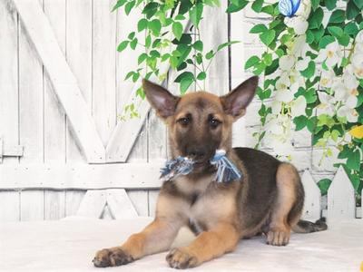 RONAN, Belgian Shepherd Malinois, puppy, available for adoption