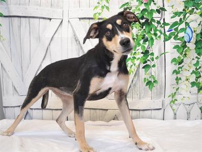 TYLA, German Shepherd Dog / Labrador Retriever, young, available for adoption