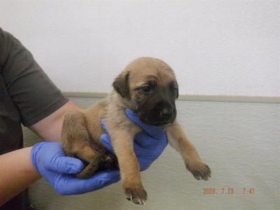 MARLEE, German Shepherd Dog, puppy, available for adoption