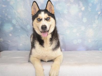 GABRIEL, Siberian Husky, adult, available for adoption