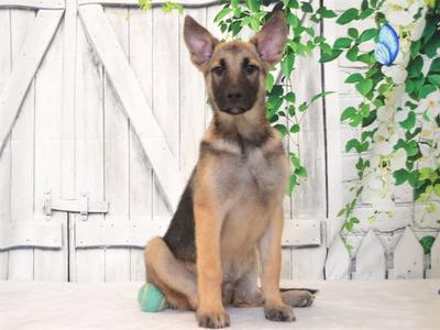 RUPERT, Belgian Shepherd Malinois, puppy, available for adoption