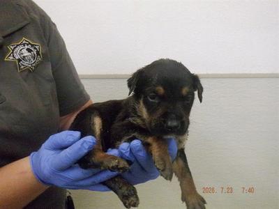 TRIXIE, German Shepherd Dog, puppy, available for adoption
