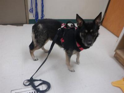 BELLA, German Shepherd Dog, adult, available for adoption