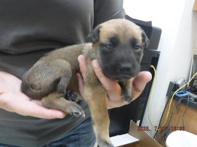 JADE, German Shepherd Dog, puppy, available for adoption