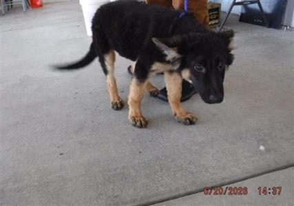 ZARA, German Shepherd Dog, puppy, available for adoption