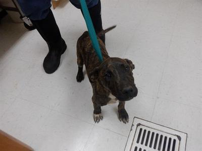 MONTEY, Pit Bull Terrier, puppy, available for adoption