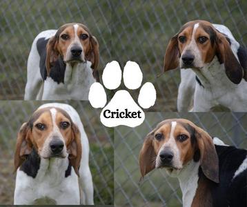 Cricket, Treeing Walker Coonhound, young, available for adoption