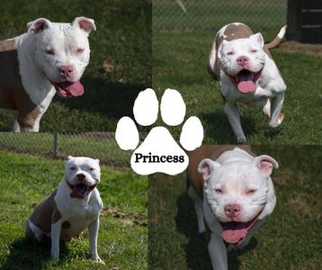Princess, Pit Bull Terrier, adult, available for adoption