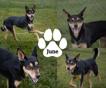 June, Cattle Dog / Shepherd, adult, available for adoption