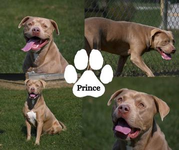 Prince, Pit Bull Terrier, adult, available for adoption