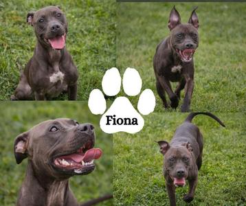 Fiona, Pit Bull Terrier, adult, available for adoption