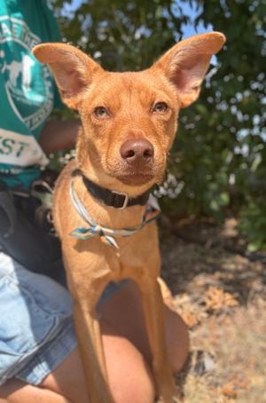 Carmelo, Terrier Mix, young, available for adoption