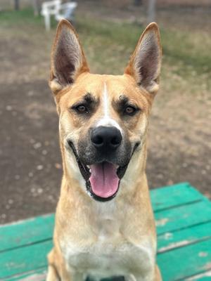 A happy brown and white dog with perked ears and a pink tongue, sitting on a green bench.