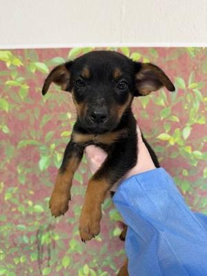 Allison, German Shepherd Dog Mix, puppy, available for adoption