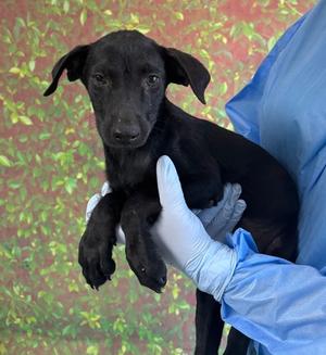 Bronson, Labrador Retriever Mix, puppy, available for adoption