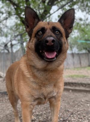 Ada, German Shepherd Dog Mix, adult, available for adoption