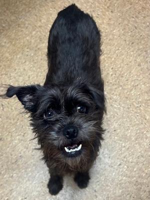 Bella, Terrier Mix, adult, available for adoption