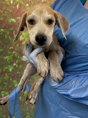 Chickpea, Labrador Retriever Mix, puppy, available for adoption