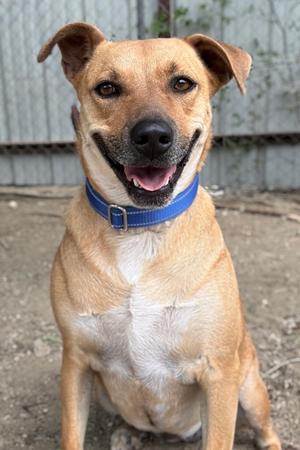 A brown and white dog with a blue collar sitting on the ground.