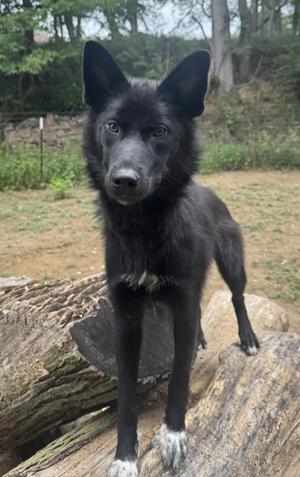 Claudia, Border Collie, adult, available for adoption