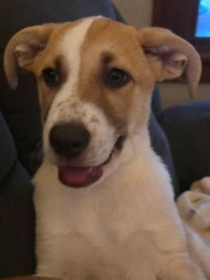 Nike, Great Pyrenees / Australian Cattle Dog / Blue Heeler, puppy, available for adoption