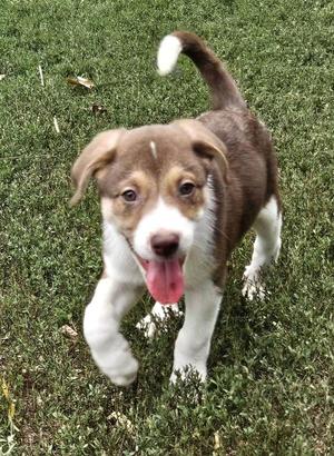 Reebok, Great Pyrenees / Australian Cattle Dog / Blue Heeler, puppy, available for adoption