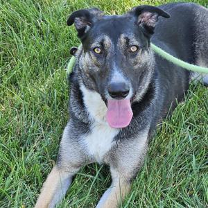 A black and tan dog with a pink tongue sticking out, lying on green grass.