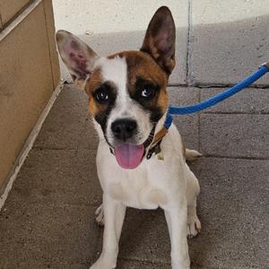 A brown and white dog with a blue leash, sitting on a concrete surface.