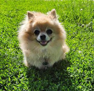 Ginger, Pomeranian, senior, available for adoption