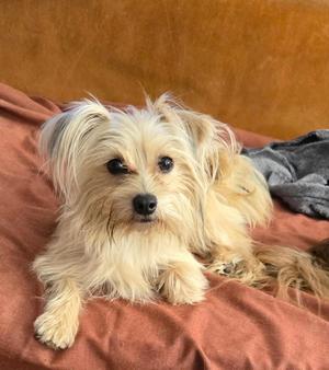 Bowie, Maltese / Terrier, adult, available for adoption
