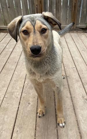 Willow, Husky, adult, available for adoption