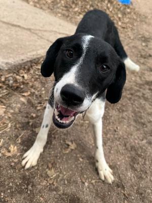 Mary, Border Collie/Hound, young, available for adoption