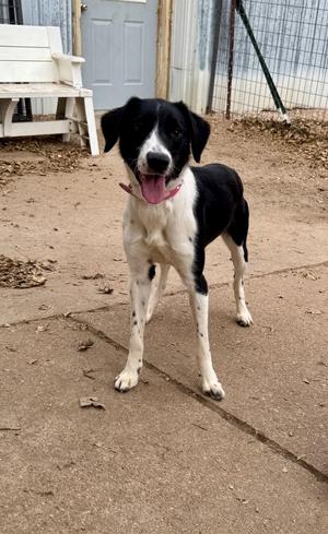 Sarah, Border Collie/Hound, young, available for adoption