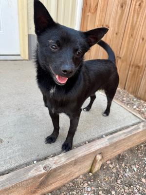 Zero, American Eskimo Dog/Terrier, young, available for adoption